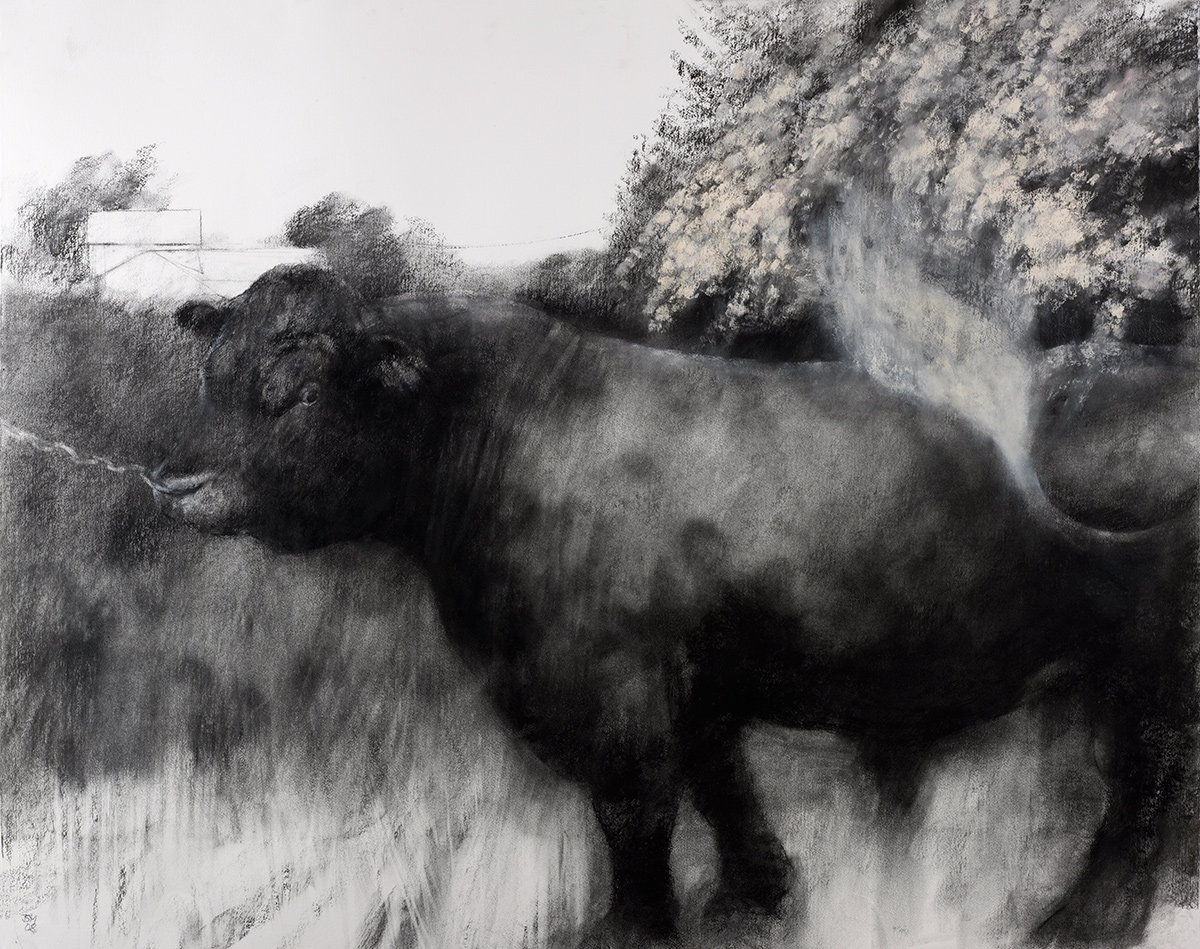 The May Bull (2009)